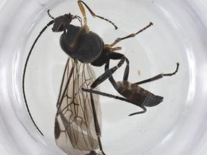  (Microctonus Malaise2650 - CBG-A19712-B08)  @11 [ ] CreativeCommons - Attribution Share - Alike (2023) Centre for Biodiversity Genomics Centre for Biodiversity Genomics