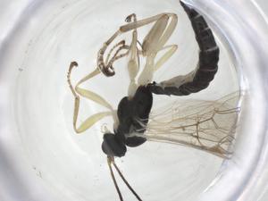  (Dreisbachia Malaise0555 - CBG-A20166-H04)  @11 [ ] CreativeCommons - Attribution Share - Alike (2023) Centre for Biodiversity Genomics Centre for Biodiversity Genomics