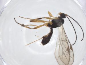  (Zonopimpla Malaiase0186 - CBG-A20186-G11)  @11 [ ] CreativeCommons - Attribution Share - Alike (2023) Centre for Biodiversity Genomics Centre for Biodiversity Genomics