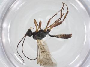  ( - CBG-A47541-E11)  @11 [ ] CreativeCommons - Attribution Share - Alike (2024) Centre for Biodiversity Genomics Centre for Biodiversity Genomics