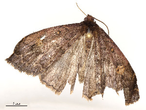  ( - CBG-A51932-D05)  @11 [ ] CreativeCommons - Attribution Share - Alike (2024) CBG Photography Group Centre for Biodiversity Genomics