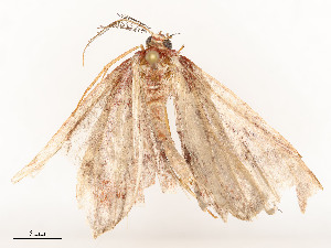  ( - CBG-A51932-D08)  @11 [ ] CreativeCommons - Attribution Share - Alike (2024) CBG Photography Group Centre for Biodiversity Genomics
