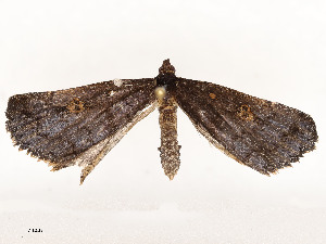  ( - CBG-A51932-D09)  @11 [ ] CreativeCommons - Attribution Share - Alike (2024) CBG Photography Group Centre for Biodiversity Genomics