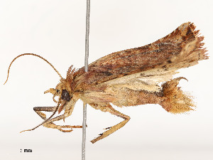  ( - CBG-A51932-D10)  @11 [ ] CreativeCommons - Attribution Share - Alike (2024) CBG Photography Group Centre for Biodiversity Genomics