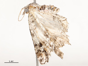  ( - CBG-A51932-F02)  @11 [ ] CreativeCommons - Attribution Share - Alike (2024) CBG Photography Group Centre for Biodiversity Genomics