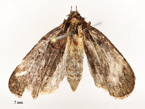  (NoctMalaise01 Malaise5795 - CBG-A51932-G08)  @11 [ ] CreativeCommons - Attribution Share - Alike (2024) CBG Photography Group Centre for Biodiversity Genomics