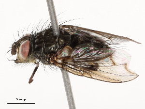  ( - CBG-A51933-C02)  @11 [ ] CreativeCommons - Attribution Share - Alike (2024) CBG Photography Group Centre for Biodiversity Genomics