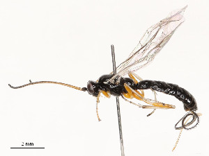  ( - CBG-A51933-C07)  @11 [ ] CreativeCommons - Attribution Share - Alike (2024) CBG Photography Group Centre for Biodiversity Genomics