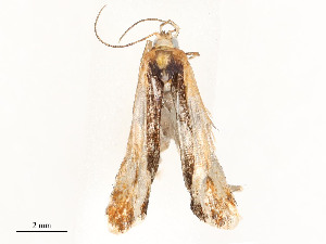  ( - CBG-A51933-C10)  @11 [ ] CreativeCommons - Attribution Share - Alike (2024) CBG Photography Group Centre for Biodiversity Genomics