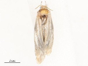  ( - CBG-A51933-D03)  @11 [ ] CreativeCommons - Attribution Share - Alike (2024) CBG Photography Group Centre for Biodiversity Genomics