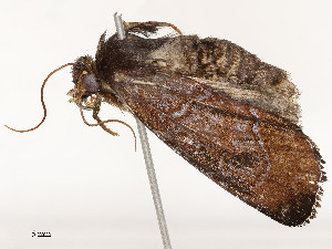  ( - CBG-A51933-D11)  @11 [ ] CreativeCommons - Attribution Share - Alike (2024) CBG Photography Group Centre for Biodiversity Genomics