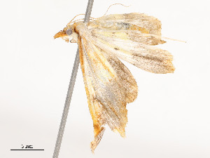 ( - CBG-A51933-E01)  @11 [ ] CreativeCommons - Attribution Share - Alike (2024) CBG Photography Group Centre for Biodiversity Genomics