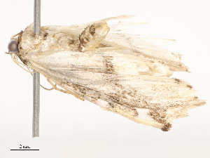  ( - CBG-A51933-E03)  @11 [ ] CreativeCommons - Attribution Share - Alike (2024) CBG Photography Group Centre for Biodiversity Genomics