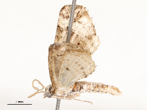  ( - CBG-A51933-E04)  @11 [ ] CreativeCommons - Attribution Share - Alike (2024) CBG Photography Group Centre for Biodiversity Genomics