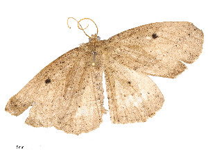  ( - CBG-A51933-F09)  @11 [ ] CreativeCommons - Attribution Share - Alike (2024) CBG Photography Group Centre for Biodiversity Genomics