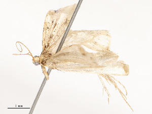  ( - CBG-A51933-G02)  @11 [ ] CreativeCommons - Attribution Share - Alike (2024) CBG Photography Group Centre for Biodiversity Genomics