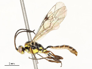  ( - CBG-A51934-B10)  @11 [ ] CreativeCommons - Attribution Share - Alike (2024) CBG Photography Group Centre for Biodiversity Genomics