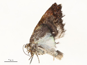  ( - CBG-A51934-C10)  @11 [ ] CreativeCommons - Attribution Share - Alike (2024) CBG Photography Group Centre for Biodiversity Genomics