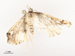  ( - CBG-A51965-A12)  @11 [ ] CreativeCommons - Attribution Share - Alike (2024) CBG Photography Group Centre for Biodiversity Genomics