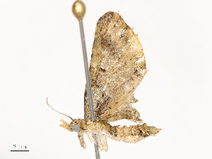  ( - CBG-A51965-B02)  @11 [ ] CreativeCommons - Attribution Share - Alike (2024) CBG Photography Group Centre for Biodiversity Genomics