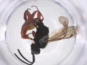  ( - CBG-A52671-E12)  @11 [ ] CreativeCommons - Attribution Share - Alike (2024) Centre for Biodiversity Genomics Centre for Biodiversity Genomics