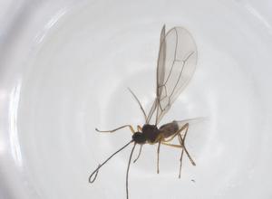  (Aspilodemon Malaise4592 - CBG-A52990-E10)  @11 [ ] CreativeCommons - Attribution Share - Alike (2024) Centre for Biodiversity Genomics Centre for Biodiversity Genomics