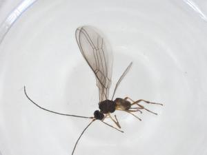  ( - CBG-A52991-G04)  @11 [ ] CreativeCommons - Attribution Share - Alike (2024) Centre for Biodiversity Genomics Centre for Biodiversity Genomics