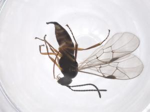  ( - CBG-A53006-H04)  @11 [ ] CreativeCommons - Attribution Share - Alike (2024) Centre for Biodiversity Genomics Centre for Biodiversity Genomics