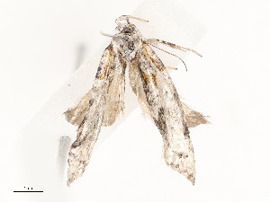  (tortMalaise6838 Malaise6838 - CBG-A53666-B02)  @11 [ ] CreativeCommons - Attribution Share - Alike (2024) CBG Photography Group Centre for Biodiversity Genomics