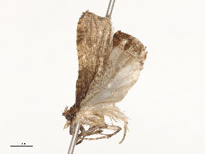  ( - CBG-A53666-C10)  @11 [ ] CreativeCommons - Attribution Share - Alike (2024) CBG Photography Group Centre for Biodiversity Genomics