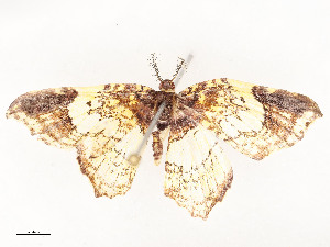  ( - CBG-A53666-D02)  @11 [ ] CreativeCommons - Attribution Share - Alike (2024) CBG Photography Group Centre for Biodiversity Genomics