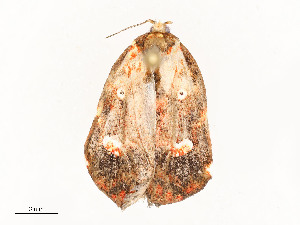  (elachMalaise1920 - CBG-A53666-E10)  @11 [ ] CreativeCommons - Attribution Share - Alike (2024) CBG Photography Group Centre for Biodiversity Genomics