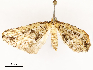  ( - CBG-A53667-A01)  @11 [ ] CreativeCommons - Attribution Share - Alike (2024) CBG Photography Group Centre for Biodiversity Genomics