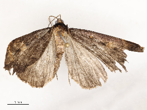  ( - CBG-A53667-A03)  @11 [ ] CreativeCommons - Attribution Share - Alike (2024) CBG Photography Group Centre for Biodiversity Genomics