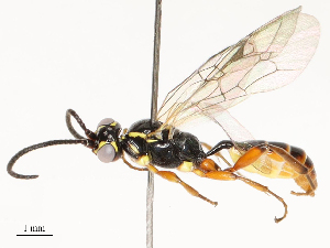  ( - CBG-A53667-B02)  @11 [ ] CreativeCommons - Attribution Share - Alike (2024) CBG Photography Group Centre for Biodiversity Genomics