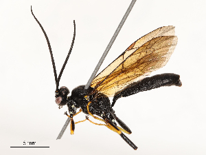  ( - CBG-A53667-C03)  @11 [ ] CreativeCommons - Attribution Share - Alike (2024) CBG Photography Group Centre for Biodiversity Genomics