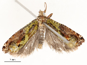  (tortBioLep01 BioLep7129 - CBG-A53667-C09)  @11 [ ] CreativeCommons - Attribution Share - Alike (2024) CBG Photography Group Centre for Biodiversity Genomics