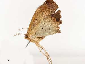  ( - CBG-A53668-C12)  @11 [ ] CreativeCommons - Attribution Share - Alike (2024) CBG Photography Group Centre for Biodiversity Genomics