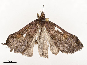  ( - CBG-A53668-D06)  @11 [ ] CreativeCommons - Attribution Share - Alike (2024) CBG Photography Group Centre for Biodiversity Genomics