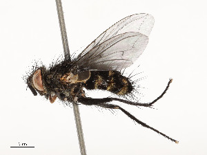  (Patelloa Malaise0451 - CBG-A53668-E02)  @11 [ ] CreativeCommons - Attribution Share - Alike (2024) CBG Photography Group Centre for Biodiversity Genomics