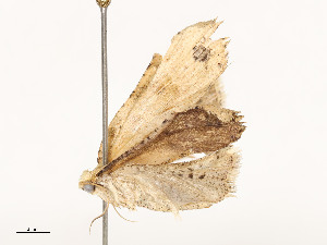  ( - CBG-A53668-F09)  @11 [ ] CreativeCommons - Attribution Share - Alike (2024) CBG Photography Group Centre for Biodiversity Genomics