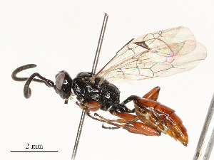  ( - CBG-A54465-D08)  @11 [ ] CreativeCommons - Attribution Share - Alike (2024) CBG Photography Group Centre for Biodiversity Genomics