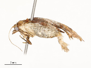  ( - CBG-A54465-E07)  @11 [ ] CreativeCommons - Attribution Share - Alike (2024) CBG Photography Group Centre for Biodiversity Genomics