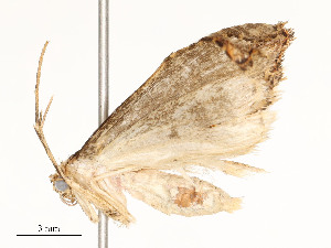  (NoctMalaise01 malaise1321 - CBG-A54465-E09)  @11 [ ] CreativeCommons - Attribution Share - Alike (2024) CBG Photography Group Centre for Biodiversity Genomics