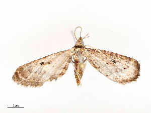  ( - CBG-A54465-F02)  @11 [ ] CreativeCommons - Attribution Share - Alike (2024) CBG Photography Group Centre for Biodiversity Genomics