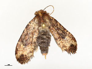  (noctBioLep01 BioLep2463 - CBG-A54466-A06)  @11 [ ] CreativeCommons - Attribution Share - Alike (2024) CBG Photography Group Centre for Biodiversity Genomics