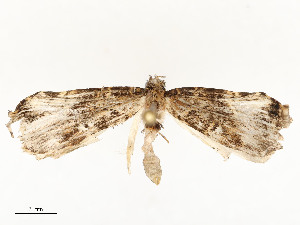  ( - CBG-A54466-A07)  @11 [ ] CreativeCommons - Attribution Share - Alike (2024) CBG Photography Group Centre for Biodiversity Genomics