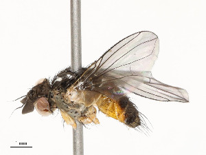  ( - CBG-A54466-E10)  @11 [ ] CreativeCommons - Attribution Share - Alike (2024) CBG Photography Group Centre for Biodiversity Genomics