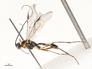  ( - CBG-A54466-G12)  @11 [ ] CreativeCommons - Attribution Share - Alike (2024) CBG Photography Group Centre for Biodiversity Genomics