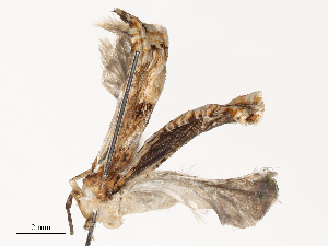  ( - CBG-A54467-A01)  @11 [ ] CreativeCommons - Attribution Share - Alike (2024) CBG Photography Group Centre for Biodiversity Genomics